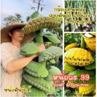 ราคา (หน่อละ 99ส่งฟรี) กล้วยน้ำว้ายักษ์ แข็งแรง สายพันธุ์ดี ทุกหน่อแช่น้ำยาเร่งราก + ยาฆ่าเชื้อ มีคู่มือการปลูก ส่งฟรี (1732724788553876635)