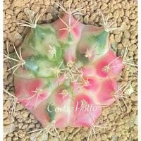 ราคา ️️มีส่งด่วน️️ยิมโน โคลน Pink Panther ของเพชรแต้มสี (PTS)/Cactus /Gymno/Gymnocalycium/แคคตัส/ยิมโนด่าง/ไม้ชำหน่อ คําแนะนําการขายที่ร้อนแรงในเดือนนี้ (1733308960060179512)