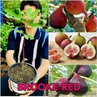 ราคา คลังสินค้า ต้นมะเดื่อฝรั่ง Brooke Red ต้นฟิก Brooke Red สูง 40-50 ซม. ต้นพันธุ์มะเดื่อฝรั่ง Brooke Red ต้นฟิกพร้อมปลูก (1733083354478249253)
