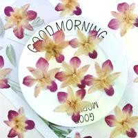 ราคา ดอกกล้วยไม้แห้ง 30 ชิ้น สำหรับงานประดิษฐ์ DIY ทำมือ กรอบรูป ปักหมุด ตกแต่งหน้า ใบหน้า เคสโทรศัพท์ ที่รองแก้ว จี้ กิ๊บติดผม กระดิ่งลม คริสต์มาส ฮาโลวีน วันแม่ เทศกาลอีสเตอร์ ของขว (1733121721017861191)