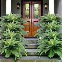 ราคา ชุดต้นเฟิร์นบอสตันปลอมขนาดใหญ่ สีเขียวสดใส เหมาะสำหรับตกแต่งบ้าน สำนักงาน ห้องรับแขก ฟาร์ม สวน และอเนกประสงค์ เช่น งานแต่งงาน วันครบรอบ หรือวันหยุด (อีสเตอร์ คริสต์มาส ขอบคุณพระเ (1733424568239163128)