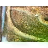 ราคา พระปทม COD. พระสมเด็จสายวัง (พิมพ์พิเศษพนมมือปิดตา) พุทธศาสนา meditation (1732537208587978605)