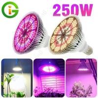 ราคา โคมไฟปลูกต้นไม้ 250W UV IR E27 หลอดไฟ Led Grow light Full spectrumสำหรับดอกไม้เรือนกระจกปลูกพืชผัก Aquarium (1732961474597717135)