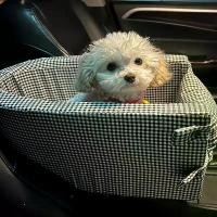 ราคา Comfortable Pet Car Seat and Booster Seat for Small Dogs and Cats - Durable Polyester Fiber, Secure Travel Basket with Side Zipper, Perfect for Pets on the Go, Dog Car Seat (1733323887076345609)