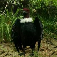 ราคา นกแก้ว งานฝีมือ ดีไซน์นกกางเขน ธีมคริสต์มาส (1733085537628096149)