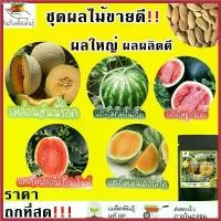 ราคา เมล็ดพันธุ์ ชุดผลไม้ ขายดี ปลูกง่าย โตไว ผลใหญ่ เมล่อนฮันนี่ร็อค/แตงโมคิมสันสวีท/แตงโมชูก้าเบบี้/แตงโมฟลอริด้าไจแอ้นท์ ขายดีประจำเดือนนี้ (1730790082132478157)