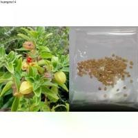 ราคา ขายดีประจำเดือนนี้ เมล็ดพันธุ์ โสม สมุนไพรโสม โสมอินเดีย Ashwagandha ซองละ 100-500 เม็ด จากอินเดีย (1732951268360488249)