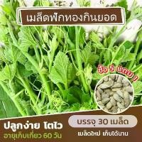 ราคา COD เมล็ดพันธุ์ ฟักทองกินยอด แบ่งขาย 30 เมล็ด (ซื้อ 5 แถม 1) (1733126452576814367)