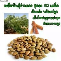 ราคา คลังสินค้า เมล็ดพันธุ์ ฝางแดง หรือ ฝางเสน หรือ ฝางส้ม เมล็ดฝางแดง พร้อมปลูก 50 เมล็ด (1732951210836984878)