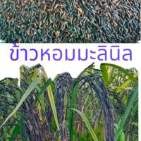 ราคา เมล็ดพันธุ์ ข้าวหอมมะลินิล หอมนุ่มดั่งดอกไม้เมล็ดม่วงดำ (1733259710231316338)