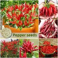 ราคา [เก็บเงินปลายทาง] ปลูกง่าย ปลูกได้ทั่วไทย เมล็ดสด100% เมล็ดพันธุ์ พริกไทย บรรจุ 200เมล็ด Super Spicy Hot Pepper Seeds Red Chili Seeds เมล็ดพริกไทย เมล็ดพันธุ์ผัก ต้นไม้มงคล เมล็ด (1732944147297043556)