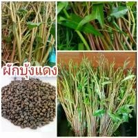 ราคา เมล็ดพันธุ์ ผักบุ้งแดง 300เมล็ดและวิธีเพาะปลูก (1729655213796591773)