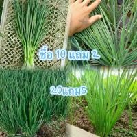 ราคา ต้นหอม เมล็ดพันธุ์ ต้นหอมแบ่ง หัวหอม 400 เมล็ด[10 เเถม 2] จัดส่งฟรี กทม (1733431723995727664)