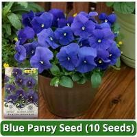 ราคา เมล็ดพันธุ์ ดอกแพนซี่ แพนซี่ เมล็ดดอกแพนซี่ ไวโอล่า ดอกหน้าแมว บรรจุ 10 เมล็ด Blue Pansy Flower Seeds เมล็ดดอกไม้ เมล็ดบอนสี ต้นไม้มงคล บอนสี ดอกไม้ปลูกสวยๆ เมล็ดพันธุ์ดอกไม้ ไม้ (1731459519921293735)