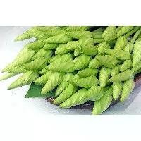 ราคา ดอกชมจันทร์ เมล็ดพันธุ์ 3-40 เมล็ด มีคู่มือปลูก (1730933411950921728)