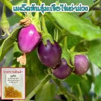 ราคา เมล็ดพันธุ์ มะเขือไข่เต่าม่วง มะเขือ ไข่เต่าม่วง 600 เมล็ด [10 เเถม 1 คละได้] (1732069990121047237)