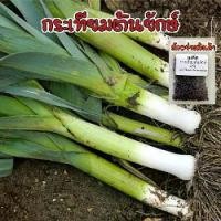ราคา เมล็ดพันธุ์ กระเทียมต้นฝรั่ง กระเทียมต้นยักษ์ (Leek) เมล็ดกระเทียมต้น 40-100 เมล็ด [ซื้อ 10 แถม 1 คละได้] (1732071264492815557)