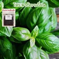 ราคา โหระพาฝรั่ง โหระพาอิตาเลี่ยน เบซิลใบใหญ่ เมล็ดพันธุ์ 50-400 เมล็ด Italian Basil ปลูกง่าย โตเร็ว [ซื้อ 10 แถม 1 คละได้] (1732071332085466309)