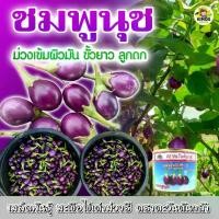 ราคา เมล็ดมะเขือเปราะ ชมพูนุช ตราตะวันต้นกล้า ขนาด10กรัม เมล็ดมะเขือไข่เต่าม่วง เมล็ดพันธุ์ เมล็ดพันธุ์ผัก เมล็ดพันธุ์พืช ผักสวนครัว (1732884083713476159)