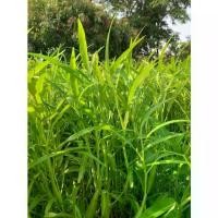 ราคา เมล็ดพันธุ์ ผักบุ้งจีน ผักบุ้งเรียวไผ่ ผักบุ้งไฟแดง 10-250 กรัม ปลูกง่าย โตเร็ว [10 เเถม 1 คละได้] (1730658002657314977)