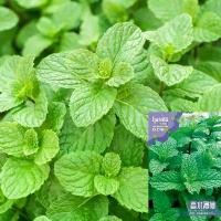 ราคา 【lowest price ﻿】[ซื้อ 5 แถม 5 ฟรี]1000 เมล็ด เมล็ดพันธุ์ สะระแหน่ สาระแหน่ เมล็ดเปปเปอร์มิ้น เปเปอร์มิ้น สาระแหน่ไทยใบหอม สมุนไพรฝรั่ง เครื่องเทศฝรั่ง เมล็ดผัก (1733340636274984406)