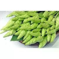 ราคา ดอกชมจันทร์ เมล็ดพันธุ์ 3-40 เมล็ด มีคู่มือปลูก (1730138833785751713)