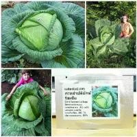 ราคา เมล็ดพันธุ์ กะหล่ำปลียักษ์ (Giant Russian Cabbage Seed) บรรจุ 200 เมล็ด คุณภาพดี ของแท้ 100% (1733375372888737542)