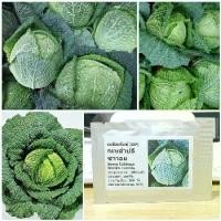 ราคา เมล็ดพันธุ์ กะหล่ำปลีซาวอย (Savoy Cabbage Seed) บรรจุ 300 เมล็ด คุณภาพดี ราคาถูก ของแท้ 100% (1733375459670263558)