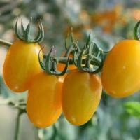 ราคา เมล็ดพันธุ์ มะเขือเทศ เชอรี่เหลือง ทานสด มีคู่มือการปลูก (1733366013497149190)