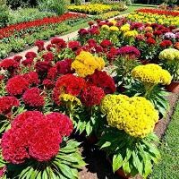 ราคา ซื้อ 5 แถม 5 ฟรี！เมล็ดพันธุ์ หงอนไก่คละสี หงอนไก่ 100 เมล็ด Mixed Cockscomb seeds เมล็ดพันธุ์แท้ นำเข้าจากต่างประเทศ ดอกไม้ ประหยัด คละสี หงอนไก่ฝรั่ง หงอนไก่หลากสี ปลูกง่าย โตไว ดอกสวยเด่นตลอดปี (173