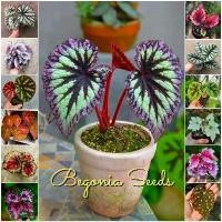 ราคา ปลูกง่าย เมล็ดสด100% เมล็ดพันธุ์ บีโกเนีย บรรจุ 50เมล็ด คละสี Rare Begonia Seeds เมล็ดดอกไม้ บอนสีราคาถูก เมล็ดบอนสี ต้นไม้มงคล บอนสี กวักมรกตด่าง เมล็ดพันธุ์ดอกไม้ ไม้ประดับ ต้น (1733390015039636945)