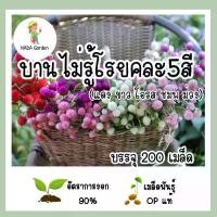 ราคา เมล็ดพันธุ์ บานไม่รู้โรย คละ 5สี จำนวน 200เมล็ด (1731096412945812476)
