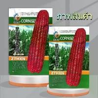ราคา 50 เมล็ด เมล็ดพันธุ์ ข้าวโพดข้าวเหนียวหวาน มณีแดง เหนียวนุ่ม รสชาติหวานข้าวโพดข้าวเหนียวหวาน (1732680298114418038)