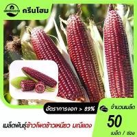 ราคา 50 เมล็ด ข้าวโพดข้าวเหนียว มณีแดง เมล็ดพันธุ์ ข้าวโพด เมล็ดพันธุ์ผัก ผักสวนครัว ผักศรแดง (1732802356732266439)