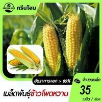 ราคา 35เมล็ด เมล็ดพันธุ์ ข้าวโพดหวาน เมล็ดข้าวโพดข้าวโพดหวาน ซุปเปอร์สวีท ข้าวโพดเหลือง รสชาติหวานอร่อย (1732771746137933767)