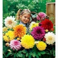 ราคา เมล็ดพันธุ์ ดอกรักเร่คละสี (Dahlia Flower Mix Seed) บรรจุ 20 เมล็ด คุณภาพดี ราคาถูก ของแท้ 100% (1732043306797402815)