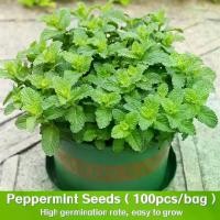 ราคา ปลูกง่าย(1500เมล็ด/ซอง)เมล็ดสะระแหน่ Peppermint Seeds - เมล็ดพันธุ์ สะระแหน่ Edible Natural Mint Herbs Seeds (1732070886823398079)