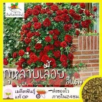 ราคา y เมล็ดพันธุ์ กุหลาบเลื้อย กุหลาบ สีแดง 30 เมล็ด Red Rose Seed เมล็ดพันธุ์แท้ นำเข้าจากต่างประเทศ ปลูกผัก สวนครัว ถูกดี (1733389962062038481)