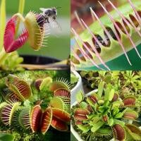 ราคา 【ซื้อ 5 แถม 5 ฟร】100 เมล็ด เมล็ดพันธุ์ กาบหอยแครง พืช​กิน​แมลง ​ กับดักงับแมลง ต้นไม้กินแมลง กาบหอยแครงฟันฉลาม ต้น (1733172041780004142)