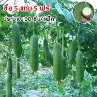 ราคา [ซื้อ 5 แถม 5 ฟรี]30 เมล็ด เมล็ดพันธุ์ บวบหอม เมล็ดบวบหอม ปลูกง่าย ผลผลิตสูง (1733359673715950894)