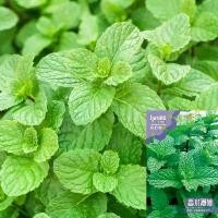 ราคา [ซื้อ 5 แถม 5 ฟรี]1000 เมล็ด เมล็ดพันธุ์ สะระแหน่ สาระแหน่ เมล็ดเปปเปอร์มิ้น เปเปอร์มิ้น สาระแหน่ไทยใบหอม สมุนไพรฝรั่ง เครื่องเทศฝรั่ง เมล็ดผัก เมล็ดพันธุ์ (1732792895073846956)