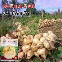ราคา [ ซื้อ 5 แถม 5 ฟร] 20 เมล็ด เมล็ดพันธุ์ มันแกว มันตะเภา มันละแวก ปลูกมันแกว เมล็ดมันแกว (1733184963053061422)