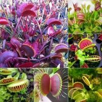 ราคา 【ซื้อ 5 แถม 5 ฟร】100 เมล็ด เมล็ดพันธุ์ กาบหอยแครง พืช​กิน​แมลง ​ กับดักงับแมลง ต้นไม้กินแมลง กาบหอยแครงฟันฉลาม ต้น สุวรรณกร แท้ เก๊ เมล็ดพันธุ์ (1733010271724144300)