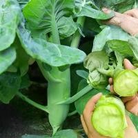 ราคา 【ซื้อ 5 แถม 5 ฟรี】400 เมล็ด เมล็ดพันธุ์ คะน้าหวานจัมโบ้เมล็ดคะน้าฮ่องกงจัมโบ้ คะน้าเห็ดหอมยักษ์ คะน้าฮ่องกง ต้นใหญ่ โตเร็ว เมล็ดปลูกง่าย (1733217263817753936)