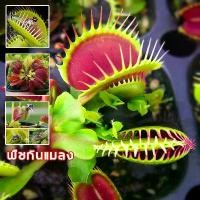 ราคา 【ซื้อ 5 แถม 5 ฟร】100เมล็ด เมล็ดพันธุ์ กาบหอยแครง พืช​กิน​แมลง ​ กับดักงับแมลง ต้นไม้กินแมลง กาบหอยแครงฟันฉลาม (1733276732744041808)