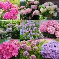 ราคา [ซื้อ 5 แถม 5 ฟร]20 แคปซูล เมล็ดพันธุ์ เมล็ดไฮเดรนเยีย เมล็ดดอกไม้ 100% ดอกไม้จริง ออกดอกตลอดปี Mix Color Hydrangea Seeds Flower Seeds ต้นไฮเดรนเยีย Plants ต้นไม้ฟอกอากาศ ต้นไม้บ (1733279913484191056)