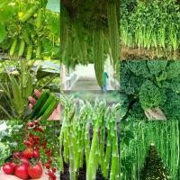 ราคา เมล็ดพันธุ์ผักสลัด มีให้เลือกหลายชนิด!! เมล็ดผัก กระเจี๊ยบเขียว/เมล็ด​พันธุ์​ ถั่วฝักยาวพันธุ์​เนื้อ/เมล็ดพันธุ์มะระขี้นก/ผักเคล/เมล็ดพันธุ์ผักชีไทย/เมล็ดพันธุ์มะเขือเทศหวาน/เมล็ (1732375618300904784)