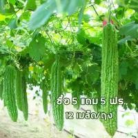 ราคา 【ซื้อ 5 แถม 5 ฟร】12 เมล็ด/ถุง เมล็ดพันธุ์ มะระจีน มะระใหญ่ คัดพิเศษ เมล็ดคัดมือ (1732320575333631278)