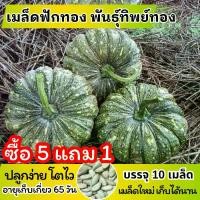 ราคา ซื้อ 5 แถม 1 เมล็ดพันธุ์ ฟักทอง พันธุ์ทิพย์ทอง แบ่งขาย 10 เมล็ด ปลูกง่าย โตไว เก็บได้นาน (1730135542937782337)
