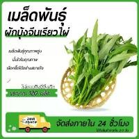 ราคา ประมาณ 150 เม็ด/ห่อ ผักบุ้งจีนเรียวไผ่ เมล็ดผักบุ้งจีน ปลูกง่าย ขึ้นไวรสชาติอร่อย ไผ่มรกต เมล็ดพันธุ์ เมล็ดพืชผักต้านทานโรค ผลผลิตที่แข็งแกร่ง ผลลัพธ์มากมาย เมล็ดที่เลือก เมล็ดพ (1732700948469221349)